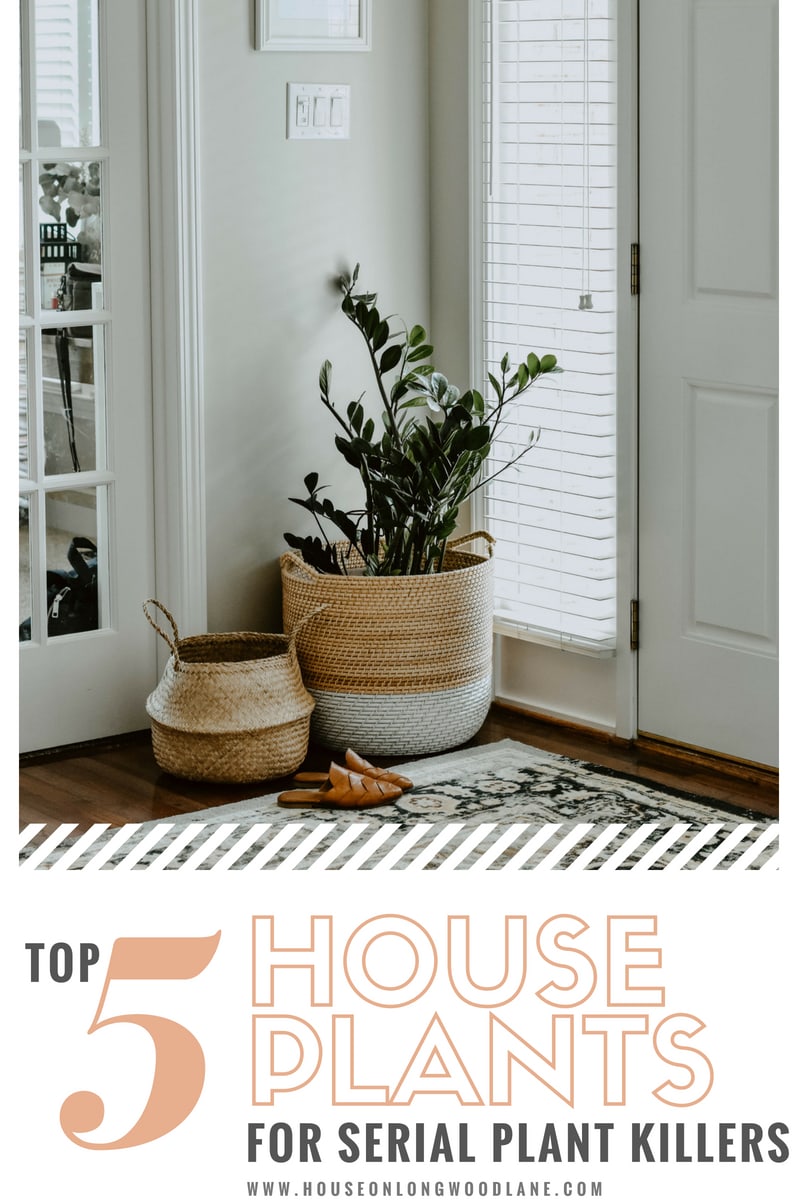 Top 5 House Plants for Serial Plant Killers - House On Longwood Lane